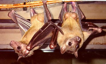 Pair of Ruwenzori Fruit Bats