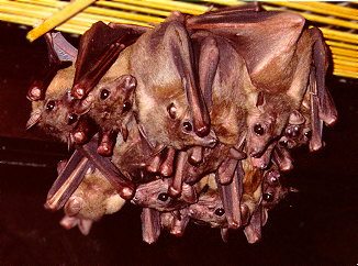 Group of Ruwenzori Fruit Bats