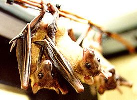 Ruwenzori Fruit Bats showing some teeth!